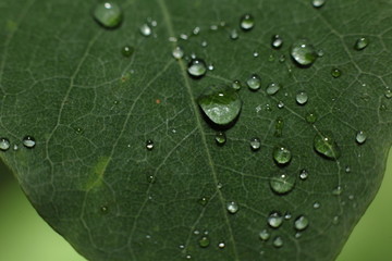 Wassertropfen auf Blättern