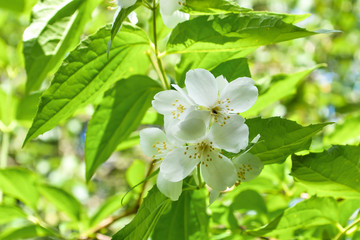 Obraz na płótnie Canvas a branch of Jasmine with white flowers
