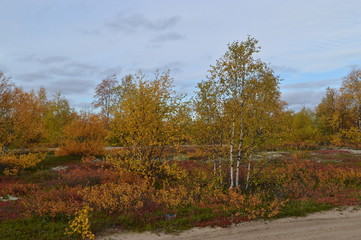 autumn in tundra