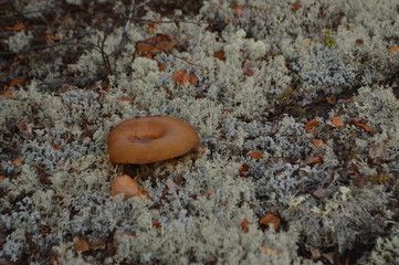 mushroom in tundra