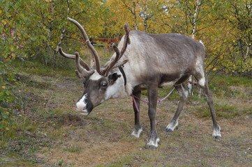 deer in the forest