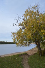 tree on the lake