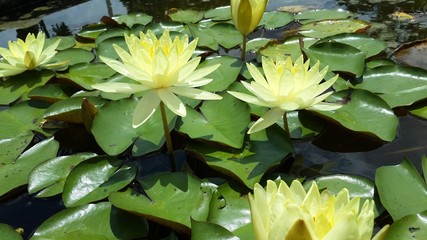 yellow lotus in a pond