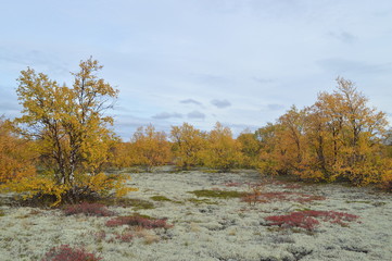 autumn tundra