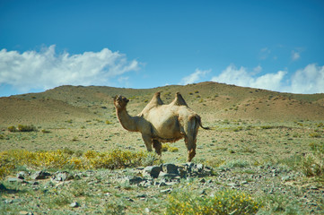 Typical Mongolian landscape wild camels