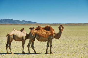 Female camel and her calf below