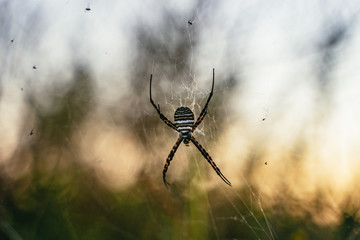 Argiope trifasciata or banded orb weaving spider