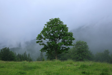 Obraz na płótnie Canvas Lonely tree in the fog