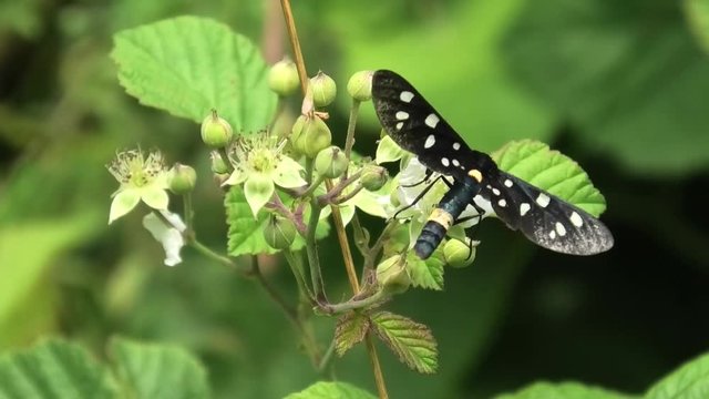 fegea su fiore di mora