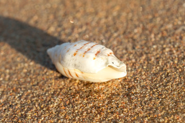 Beautiful seashell on the sea beach. Close up.