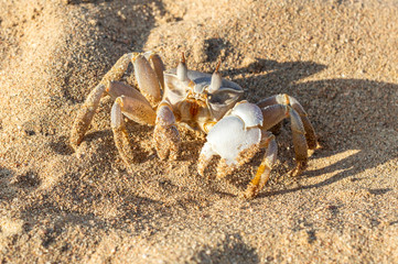 Small crab on sandy beach.
