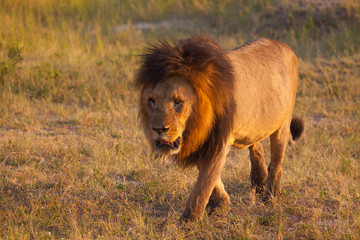 Naklejka premium Lion on the plains of Chobe National Park, Botswana