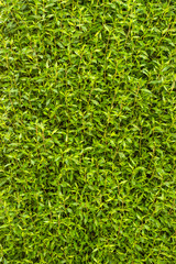 Green leaves wall texture.