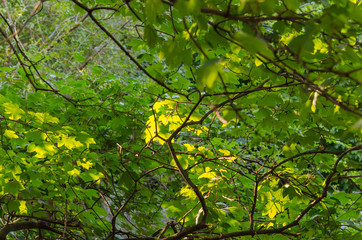 Branches of green leaves.