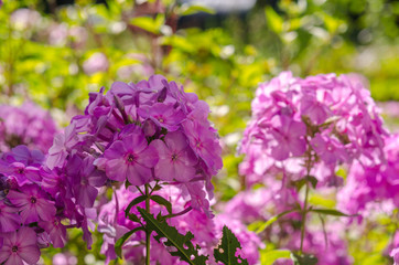 Hydrangea blossom on sunny day. Flowering hortensia plant. Blossoming flowers in summer garden. Pink hydrangea in full bloom