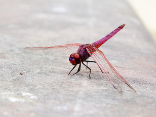 Pinke Libelle