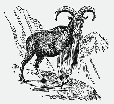 Barbary sheep ammotragus lervia standing on a rock in alpine region. Illustration after antique engraving from early 20th century