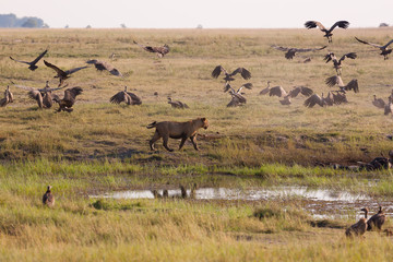 Lionesses chasing vultures from a kill.