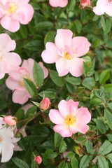 Obraz premium Rose