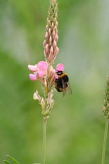 Hummel 1
