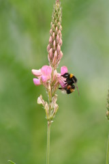 Hummel 2