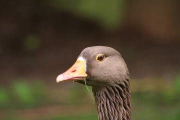 Gans 