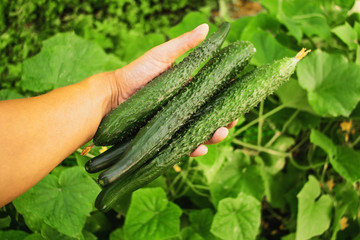 harvest cucumbers farm agriculture vegetable gardens