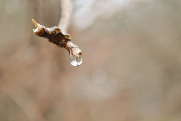 transparent rain drop on the tree Bud