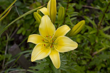 blooming lilies in the garden. Red yellow and orange.