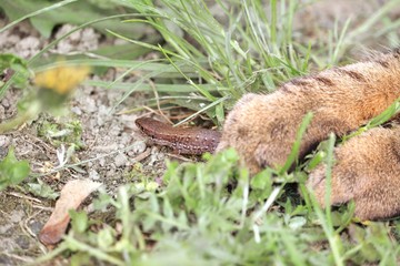 Lizard under cat‘s paws 