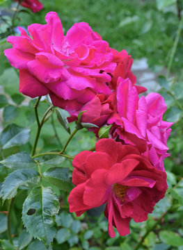 a branch of climbing garden roses with different shades of pink