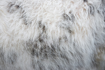 Closeup of grey and white sheep fur