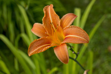 Obraz premium blooming lilies in the garden. Red yellow and orange.