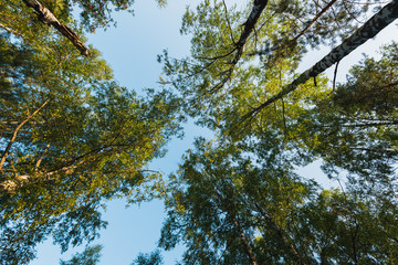 Top of the trees in the forest, view from below