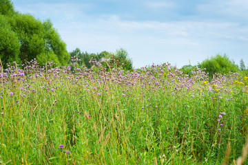 Obraz premium Blooming bur flowers in a summer meadow