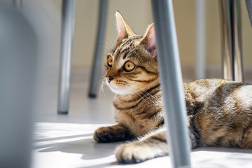 kitten lying on the floor looking at the camera