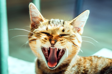 kitten opened his mouth yawns