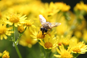 Abeille