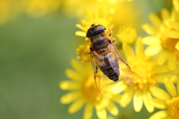 Abeille