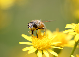 Abeille