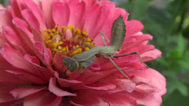 Empusa is a genus of mantises in the family Empusidae