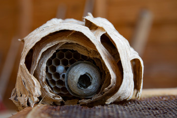Horsetail nest