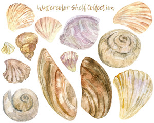 Watercolor collection of isolated shells and mollusks. Set of hand drawn seashells on white background