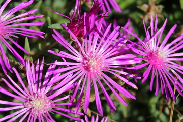 Obraz premium macro of purple mesembs