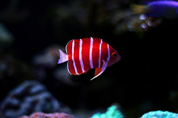 Obraz na płótnie Canvas Peppermint Angelfish (Paracentropyge boylei)