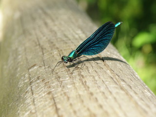 Dragonfly