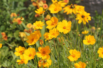 Obraz premium Large group of yellow flowers of lance-leaved coreopsis (Coreopsis lanceolata) on flowerbed