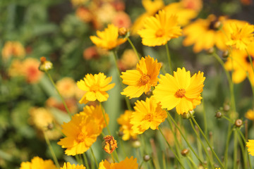 Large group of yellow flowers of lance-leaved coreopsis (Coreopsis lanceolata) on flowerbed