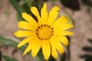 Bright yellow Clumping gazania or Gazania rigens (syn. G. splendens) flower close-up in garden