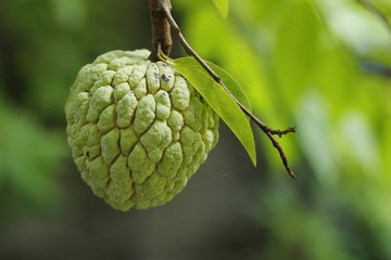 SUGAR APPLE